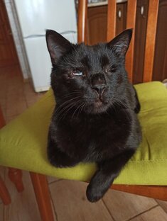 Слепой кот Малыш