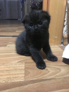 Особенности шотландских котят