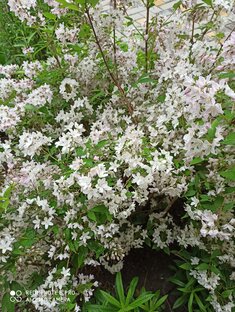 Обзоры цветников! 