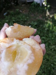 Лекарственные растения