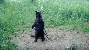 Мишка-кукурузник