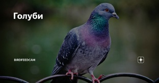 Голуби