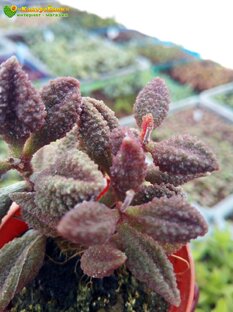 Адромискус