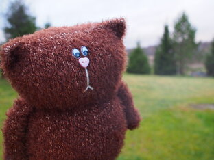 Проект Котомания