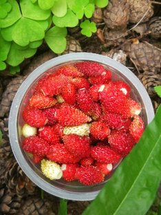 Земляника из семян