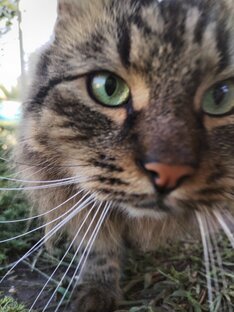 Четвероногие