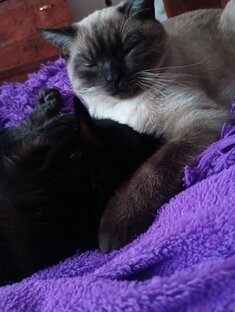 😼Мои котаны