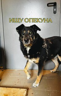 Ищут опекуна🙋🏽‍♀️