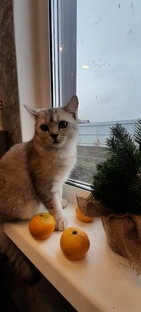 Как подрос мой кот 🙀 
