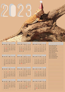 Домашняя Бородатая Агама