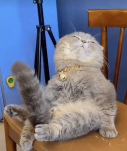 Котики юмор