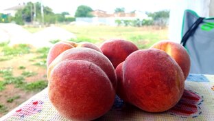 Дела садовые. Путь "чайника"🍑!