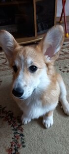 Линка и её друзья 