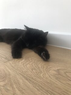 Кошка Буся 💞