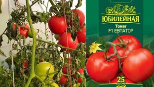 Рассада. Уход. Урожай. 