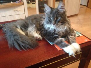 КотоМарс