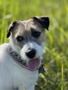 Моя душа 🐾♥️