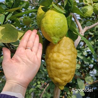 Лимоны дома