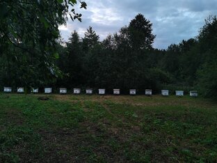 Пчелы, пасека