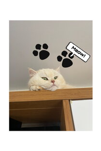 игры кота 