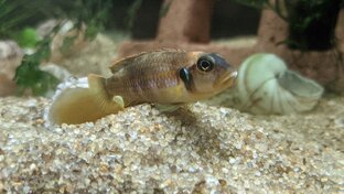 Рассказы о моих цихлидах