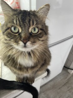 Котики😻