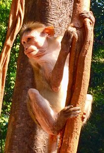 ЖИВОТНЫЕ ANIMALS 🦧🦍🐍🦁🐈🐅🐫🦌