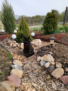 Мои животные. Кот Маффин и кошка Ночка.