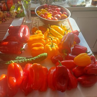 Мои заключения о сортах овощей.