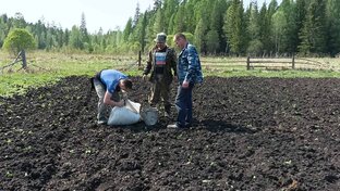 Посадка картофеля