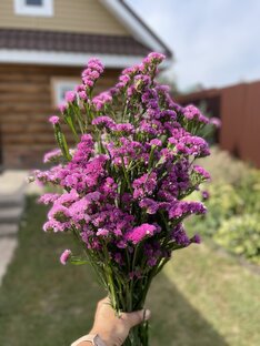 СТАТИЦА 