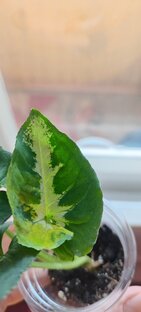 Сингониумы