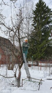 Обрезка плодовых деревьев и кустарников весной в Москве и Подмосковье. 
