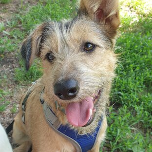 Самые прожорливые барбосы🥮🎂🍰🍠