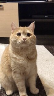 Жизнь и будни 🐈 кота Бориса
