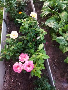 Розы и другие цветочки на нашей даче.