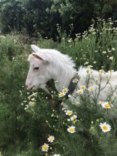Мои Козочки 🐐 