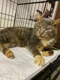 Сеня (Арсений)