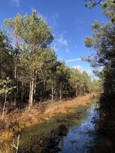 Леса и болота