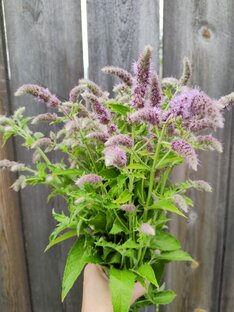 Рассада овощей и зелени 