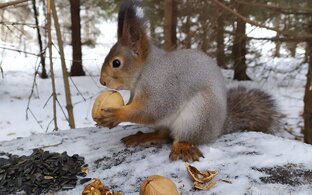 Белки зимой