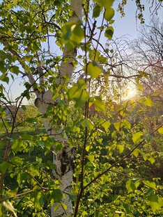Родной край 