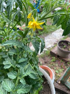 Сад и огород