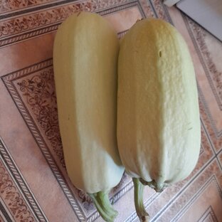 Рецепты с кабачком