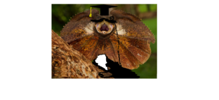Animal : факты от ивана