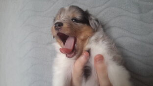 Щенки шелти