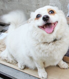 Животные ищут дом