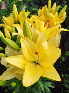 Бизнес идея N1 