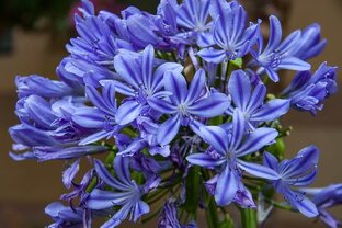 Романы Иды Мартин