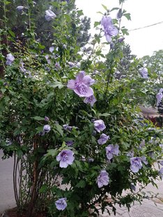 Анапские зарисовки 